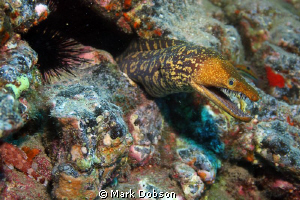 Mosaic Moray Eel photographed off Tenerife. One DS125 str... by Mark Dobson 
